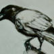 Black and white illustration of a raven on a branch Lynne Mitchell