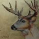 Drawing of a deer in pastel pencil on wood Lynne Mitchell