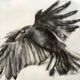 Drawing of a Raven in flight Lynne Mitchell Honorable mention at Roswell Fine Arts Alliance Show in 2015