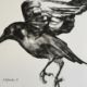 Black and white drawing of a raven taking flight Lynne Mitchell