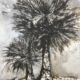 Drawing of Florida Palm trees Lynne Mitchell