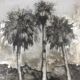 Impressionistic painting of palm trees in acrylic, gesso, charcoal and metal leaf Lynne Mitchell