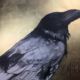 Modern drawing of a raven on gold leaf background Lynne Mitchell