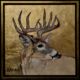 modern deer artwork in gold leaf pastel and charcoal Lynne Mitchell